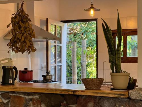 una cocina con una encimera con plantas y una ventana en Macondo entre cerros y mar, en Piriápolis