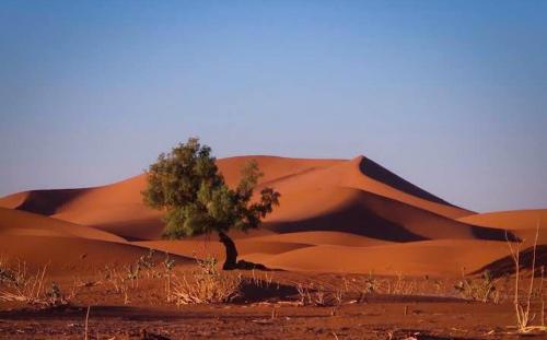 uma árvore solitária no meio de um deserto em M'Hamid Budget Lodge em Mhamid