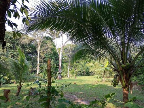 聖拉蒙的住宿－Cabina Gooder，田间中间的棕榈树