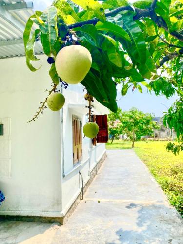 Φωτογραφία από το άλμπουμ του Di countryside House σε Dien Khanh