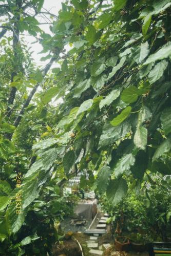 a leafy tree with a staircase in the background at Nấp Đà Lạt in Da Lat