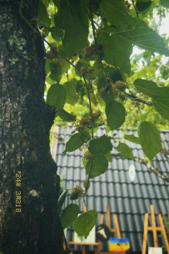 a tree with green leaves in front of a building at Nấp Đà Lạt in Da Lat