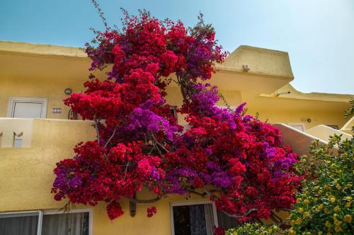 a bunch of red and purple flowers on the side of a building at Eurovillage Achilleas Hotel in Mastichari