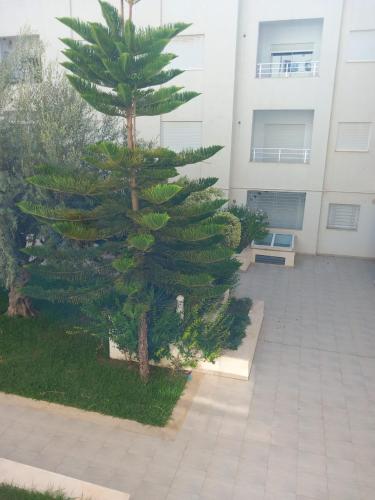 a large pine tree in front of a building at Appartement à louer à Hammamet in Hammamet