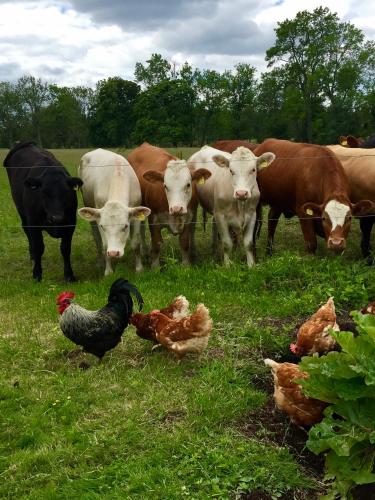 a group of cows and chickens in a field at Moholms Herrgård in Moholm