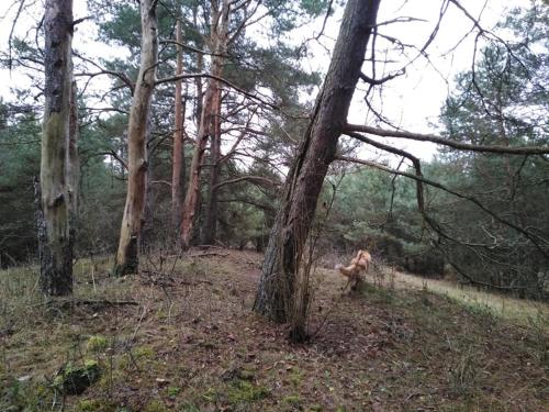 a dog running through a wooded area with trees at Domek w Zakątku Andrzeje Śniczany 18 in Sidra