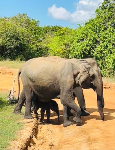 a baby elephant standing next to a large elephant on a dirt road at Black Panther Yala in Tissamaharama