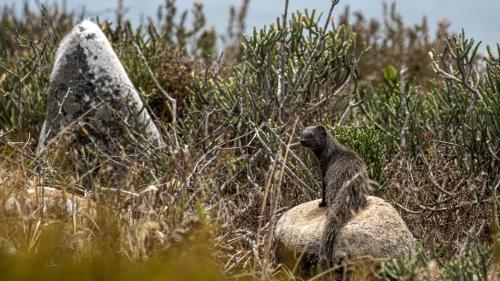 a monkey sitting on a rock in a field at Magical Mongoose in Jacobs Bay