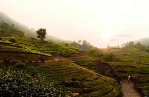a group of people walking through a tea plantation at The Grand Cliff Resort Munnar in Viripara