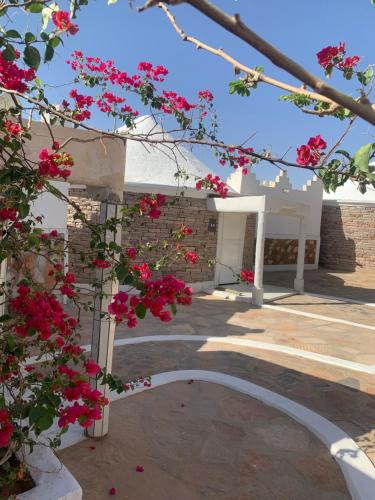 een uitzicht op een binnenplaats met roze bloemen bij Auberge oued Illij in Atar