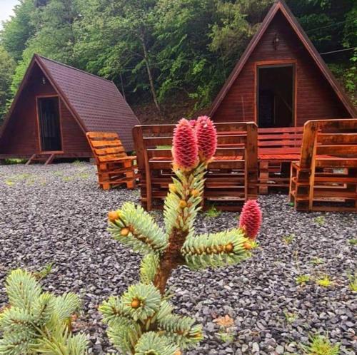 a small cactus in front of a cabin at Moara de Pădure in Cluj-Napoca