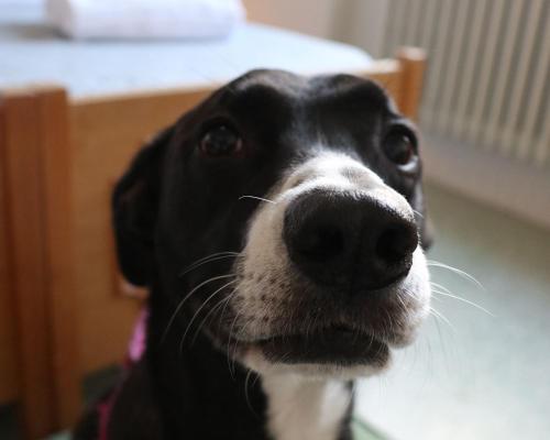 a black and white dog looking at the camera at Ostello e Camere Private Prima Luce Foresteria in Giulianova