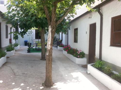a courtyard with a tree and some flowers at Alojamento Local Duarte's in Coimbra