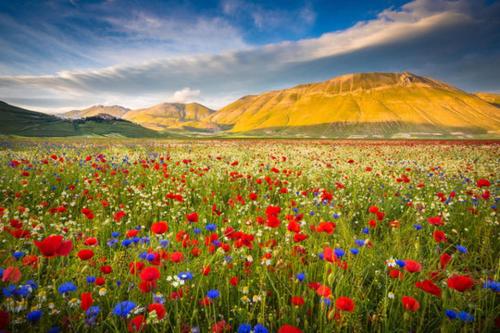 a field of flowers with a mountain in the background at Agriturismo Monte Veletta in Castelluccio