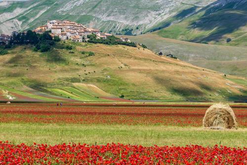 a village on a hill with red flowers in a field at Agriturismo Monte Veletta in Castelluccio