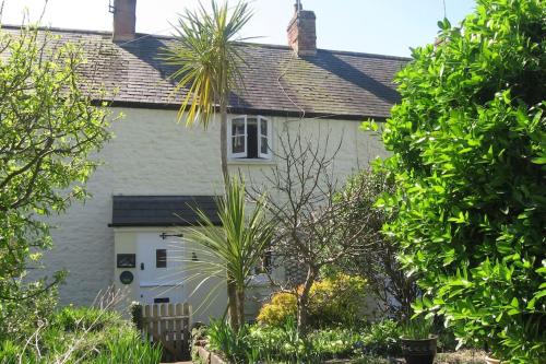 a white house with a palm tree in front of it at Lime Cottage in Minehead