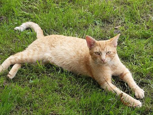 an orange cat laying in the grass at Troadkasten - Ferienhaus am BIO-Bergbauernhof in Aflenz Kurort