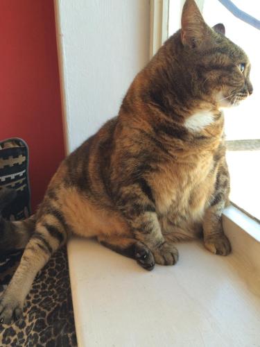 a cat sitting on a window sill looking out at Hermanus Backpackers & Budget Accommodation in Hermanus