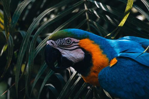 納蘭霍斯的住宿－Villa Maria Tayrona, Jungle and Sea Experience，站在树上的一个蓝色和橙色的鸟