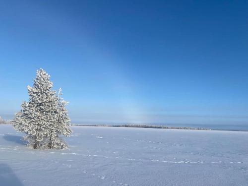 a snow covered tree in the middle of a field at Omakotitalo Simojärvellä in Ranua