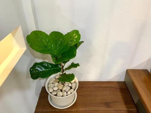 a green plant in a white pot on a wooden shelf at Ellie House Phuket Old Town in Ban Rangeng
