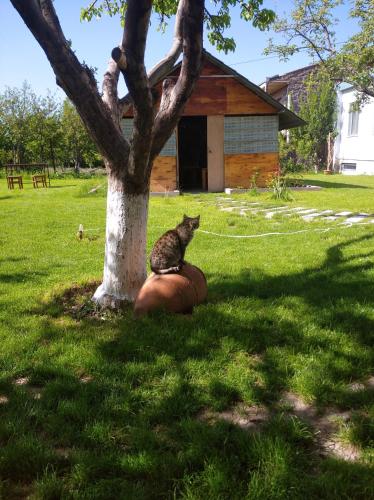 a cat sitting on a ball under a tree at Spartak in Sisian
