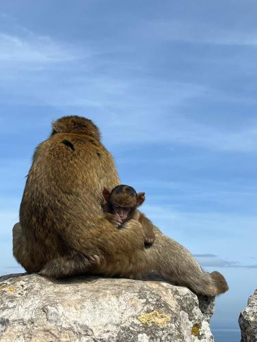 a large brown bear sitting on top of a rock at Sunny Gibraltar in Gibraltar