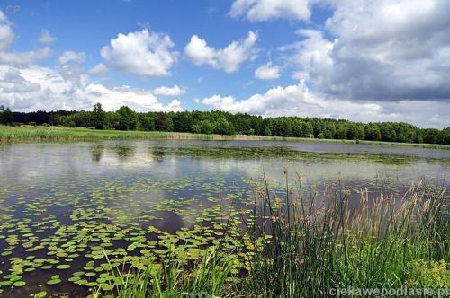 a large body of water with trees in the background at Domek w Zakątku Andrzeje Śniczany 18 in Sidra