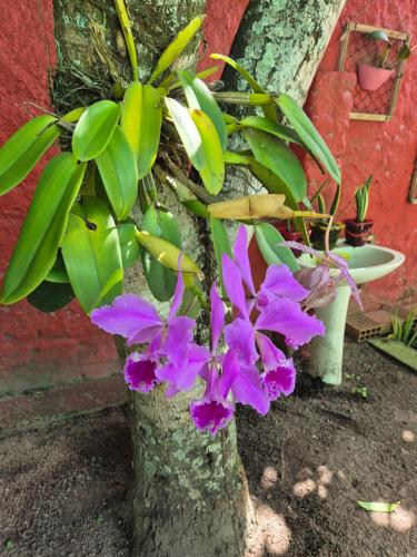 a tree with purple flowers and green plants at SUA CASA EM GARANHUNS Aptº INTEIRO COM 04 QUARTOS in Garanhuns