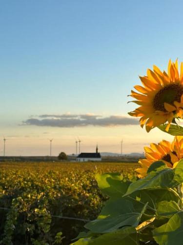a field of sunflowers with a farm in the background at Casita grün in Worms