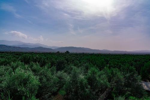 a field of trees with the sun in the sky at villa ourika view on mountain in Sbiti