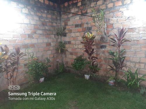 un mur en briques avec des plantes dans une cour dans l'établissement Casa Hospedaje Aromas, à Tarapoto