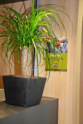 a potted plant sitting on top of a table at B&B HOTEL Alès - Pôle Mécanique in Saint-Martin-de-Valgalgues
