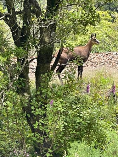 別荘の敷地内または近くにいる動物