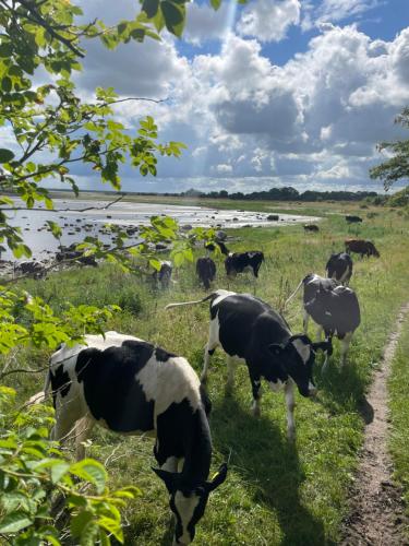 a herd of cows grazing in a field at Nice child-friendly house 200m from beautiful beach,near Kullaberg in Farhult