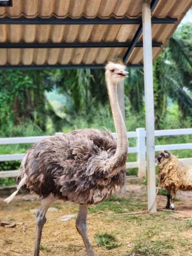 リゾートの敷地内または近くにいる動物