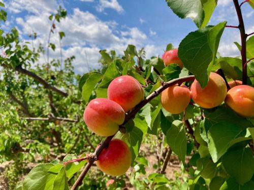 Gallery image of Villa Torre Macastre, Valencia in Macastre