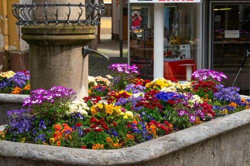 a bunch of colorful flowers in a flower garden at Homestay in Waldshut-Tiengen