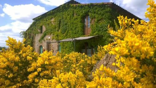 een met klimop bedekt gebouw met een veld gele bloemen bij Piancasale in Sorano