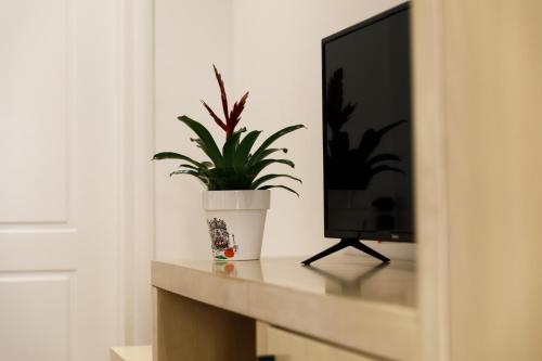 a plant sitting on a table next to a television at CastleView Inn in Gjirokastër