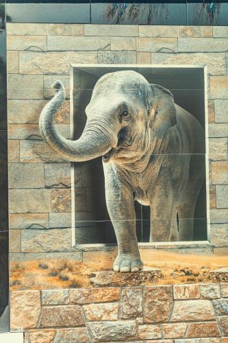 an elephant is sticking its trunk in a window at Villa Talpe in Talpe