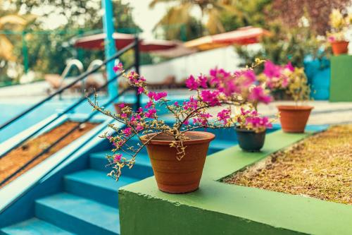 a row of potted plants sitting on a ledge at Villa Talpe in Talpe