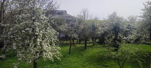 a group of trees with white flowers in a field at Landhof Lieg - Ferienwohnungen in Lieg