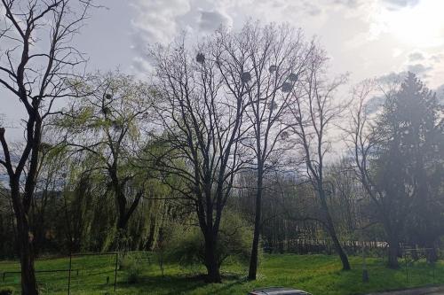 バンスカー・ビストリツァにあるMestsky byt-City Flatの木の上に座る鳥の群れ