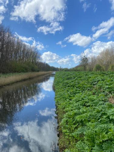 a river in a field with the sky in the background at Ecolodge Almere in Almere
