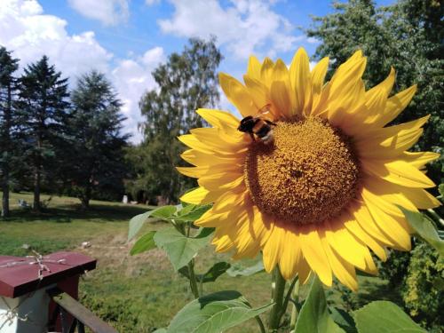 a bee sitting on a sunflower in a field at Ferienwohnung Sonnenblume mit Finnischer Sauna in Daun
