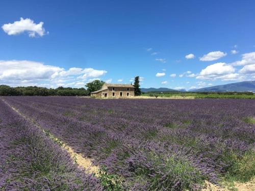 een veld lavendel met een huis op de achtergrond bij appartement. 2 à 4 pers. lit Queen-size. Au calme. in Valréas