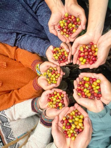 a group of people holding tomatoes in their hands at Lia B&B Lucmabamba in Sahuayacu