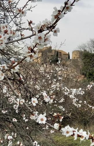 a bunch of white flowers in front of a castle at La Villa 1777 in Lagnes