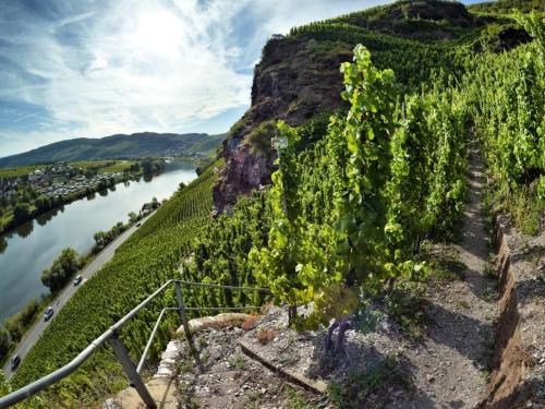 a bunch of vines on a hill next to a river at Landhauskiebel in Erden
